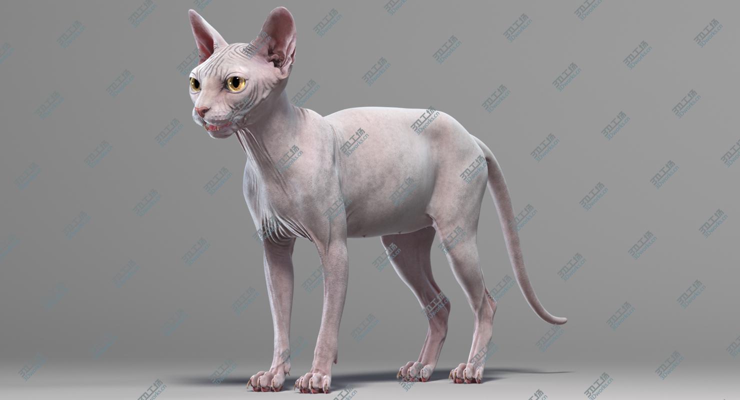 images/goods_img/20210313/Sphynx Cats Collection 3D model/4.jpg